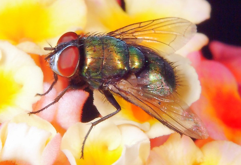 Le meraviglie  Linsetto con gli occhi a strisce e la mosca